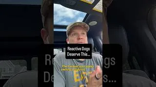 Thumbnail: Your reactive dogs deserve this