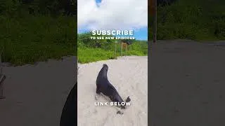 Thumbnail: Is this the BEST beach in Italy? Subscribe Now to find out