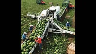 Thumbnail: Do you want to harvest watermelons? #farming #harvesting