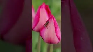 Thumbnail: Happy National Tulip Day 🌷 #Tulips #tulipfields