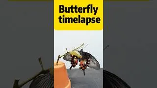 Thumbnail: 10 DAYS IN 30 SECONDS: Common Mormon Butterfly Metamorphosis