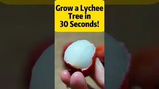 Thumbnail: Don't throw away your store-bought Lychee #garden