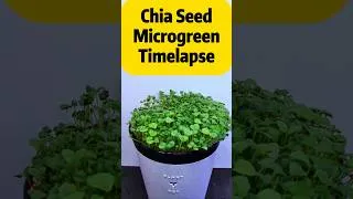 Thumbnail: Watch this Epic Chia Seed Timelapse!