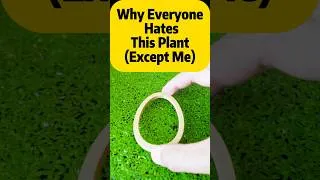Thumbnail: Duckweed: Love or Hate?