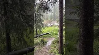 Thumbnail: #yellowstone #nationalpark #rain #calm #nature #naturelovers