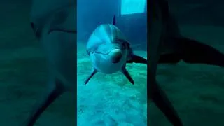 Thumbnail: A smile I’ll never forget! #dolphin #clearwatermarineaquarium #florida #marineaquarium #dolphinnose