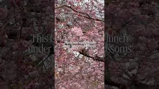Thumbnail: Cherry blossom season in Stockholm 🌸 #stockholm #spring #shorts