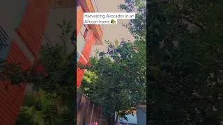 Thumbnail: don't you love avocados