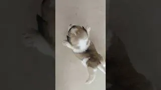 Thumbnail: SEE ME FLY🤪🥳🐶 #funny #oddlysatisfying#funnyanimals #animals #funnyanimals #dog