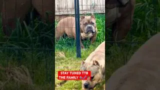 Thumbnail: TRUST THE PROCESS #americanbully #pocketbully #puppy #viral #puppies #dog