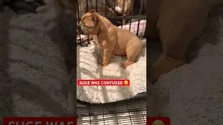 Thumbnail: 3 month AMERICAN BULLY PUP 😮‍💨 #americanbully #viral #puppy