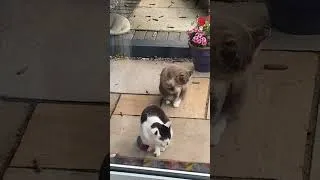 Thumbnail: Synchronized Cat Cleaning (until next doors dog comes out)