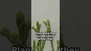 Thumbnail: Plants Text Each Other Underground: Scientists Decode the 'Wood Wide Web' #shorts