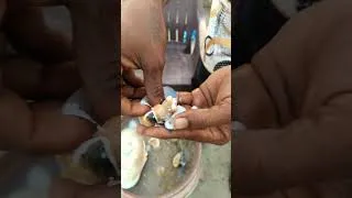 Thumbnail: One Clam THREE real pearls! Nature's little surprise! at #diu #nagoabeach