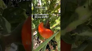 Thumbnail: Caterpillars on Plants? Try This | Pest Control Quick Tips #gardening