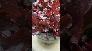 Thumbnail: Grow Red Lettuce in Pots #shorts
