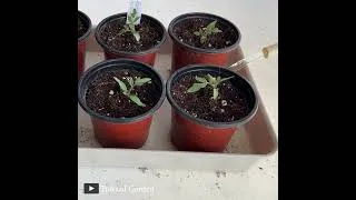 Thumbnail: Growing Tomato in 60 seconds #shorts