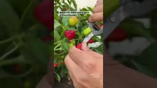 Thumbnail: Harvesting Pretty N Sweet Peppers #shorts #garden