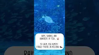 Thumbnail: Beijing Zoo Aquarium | More Than Just Pandas!