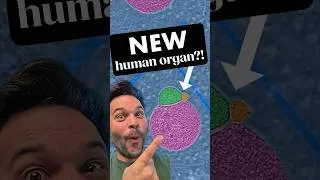 Thumbnail: There’s a NEW ORGAN IN YOUR CELLS #biology #science #human