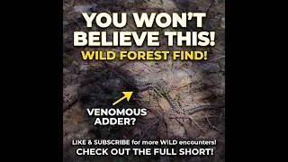 Thumbnail: I Almost Stepped on a Snake… Again and Again! 😱🐍 #bushcraft #snakes #forest #hiking #survival