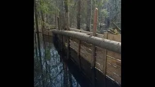 Thumbnail: Exploring the Forest and Found This…