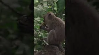 Thumbnail: Why Should We Care About The Environment #shorts #environment