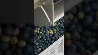 Thumbnail: Let's look at the Blueberry Harvester! 🫐🚜🫐