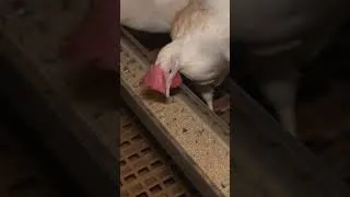 Thumbnail: Chickens 🐓 Sing Along Song! 🎶