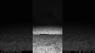 Thumbnail: Fireworks caught on trail camera