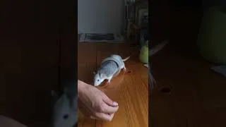 Thumbnail: Go Through Hoop Rat Trick