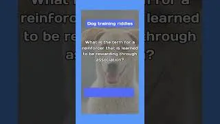 Thumbnail: How to Teach Dog to Go to a Specific Spot