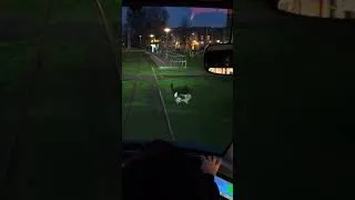 Thumbnail: Dog on the tram tracks! 🐕