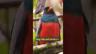 Thumbnail: Why Do Birds Sing? 🐦 Explained