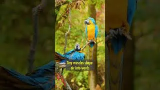 Thumbnail: How Do Parrots Talk Like Humans? 🦜 | Amazing Bird Facts