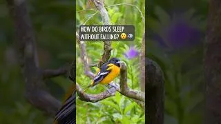 Thumbnail: How do Birds Sleep Without Falling? 😴🐦 | Nature’s Clever Design