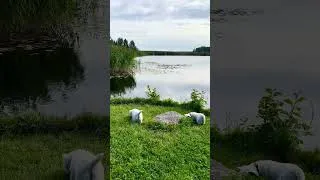 Thumbnail: 🐶Short Tails - Big Lake #relaxingnature #puppies #dogs #animals #naturesounds#lakeview #puppylove