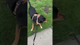 Thumbnail: TrappUniversity in the Wild With Wife Hand Reveal #shorts