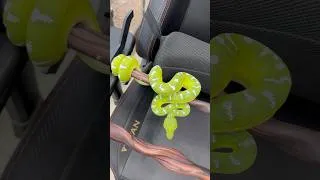 Thumbnail: Ms.Willy Northern Emerald Tree Boa named Nacho. 😍🐍
