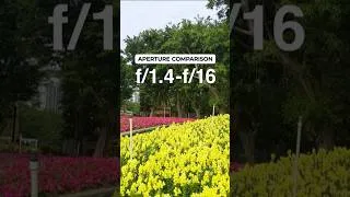 Thumbnail: Stop Using Auto! Master Aperture in 10 Seconds 📸  #camerasettings  #flowerphotography