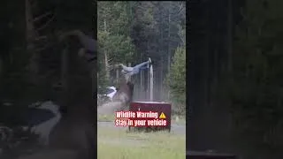 Thumbnail: Terrifying Bison Attack Caught on Video #bigfoo #bigfootvlog #bison #yellowstone - Mike Macleod