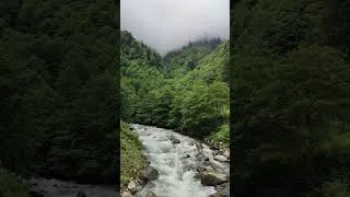 Thumbnail: Just Nature #nature #travel #forest #river #relax #calm  #shorts