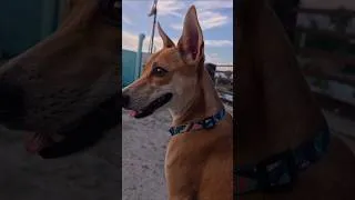 Thumbnail: #evening#love#nature#sukoon#pets#peace#masti#friends#timepass#cute#funny#like#support#subscribe
