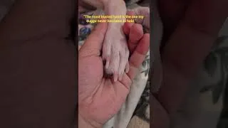 Thumbnail: #duggu#petparent#pure#heart#love#care#trust#friends#believe#sukoon#happy#lovable#protector#godsplan