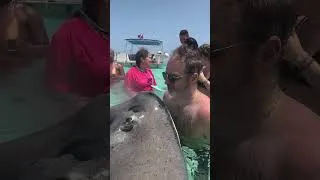 Thumbnail: Getting THIS Close To Stingrays In Grand Cayman!
