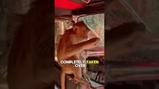 Thumbnail: Monkeys Took Over Our Tuk Tuk 🐒😳