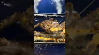 Thumbnail: Seafood in Vietnam 🇻🇳 Night Restaurant Mui Ne #vietnam #muine #seafood