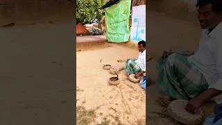 Thumbnail: সাপের খেলা🐍 #shorts #snake #snakegame #সাপের #trending #viral