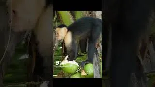 Thumbnail: Monkey drinks coconut water