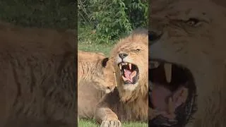 Thumbnail: Lion Cubs Won't Let Dad Sleep | Travins World